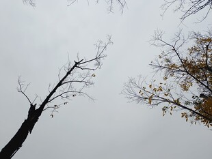 冬日枯树与半枯树枝景象