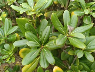 绿叶繁茂的植物景观