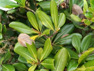 绿叶间的斑驳植物景象