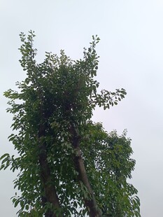 高耸绿树与繁茂枝叶