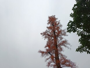 红叶树木与绿叶对比景象