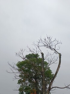 孤树顶的鸟类栖息景象