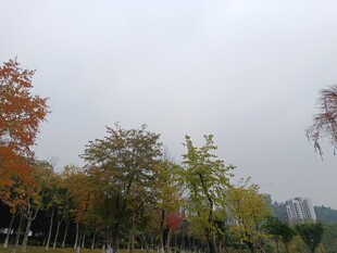 秋日多彩树林风景