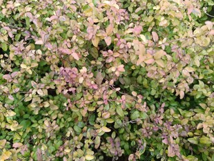 多彩斑斓的植物景观