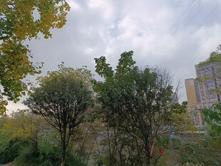 秋日户外树木与建筑景致