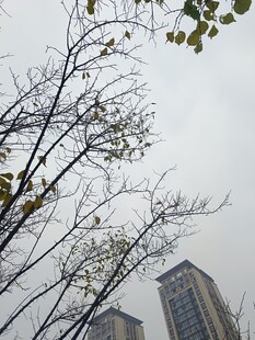 城市中光秃树枝与高楼