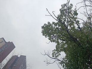 雾中高楼旁的葱郁树木