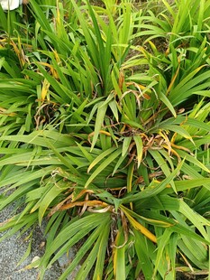 翠绿繁茂的植物景观