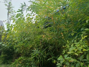 繁茂绿植景观