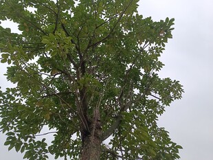 高大绿树仰拍图