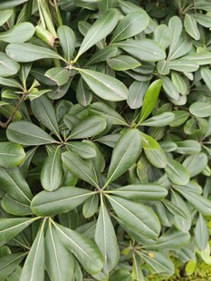 翠绿鹅掌柴叶片特写