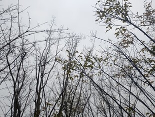 枯树林中的天空景象