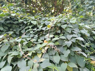 繁茂绿叶植物景观