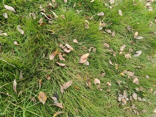 草地上散落的枯黄树叶