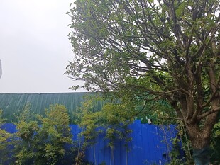 蓝幕前的树木景观