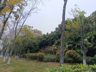 秋日公园树木景观