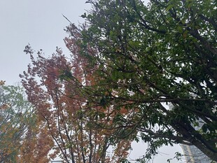 秋日多彩树木景观