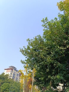 绿树掩映下的建筑景观