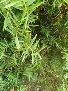 翠绿茂盛的植物枝叶