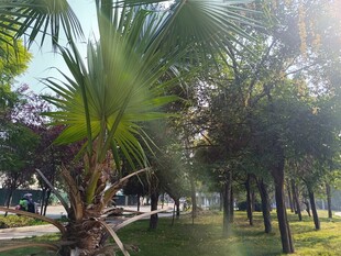 阳光下的葱郁棕榈树林