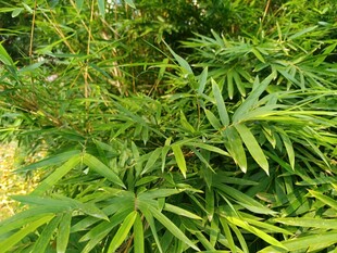 翠绿竹叶植物景观