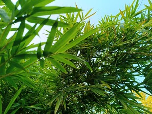 翠绿竹叶在蓝天映衬下