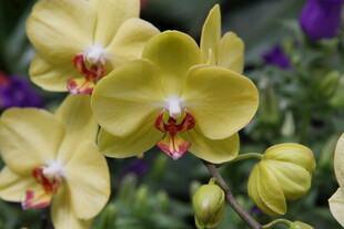 黄色蝴蝶兰绽放