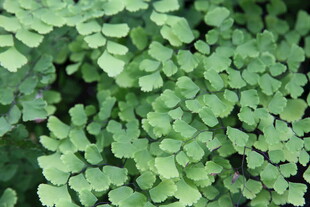 翠绿蕨类叶片特写