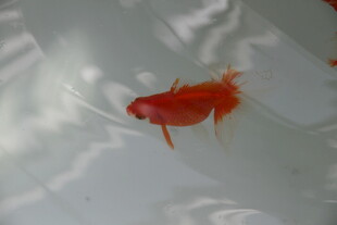水中游动的红色小金鱼