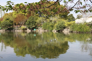 湖畔绿植倒影美景