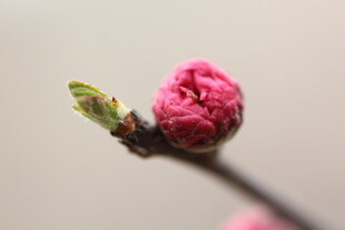 粉嫩桃花花苞特写