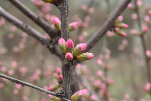枝头粉嫩花苞初绽