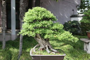 精致盆景绿意盎然