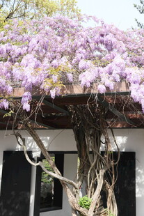 紫藤花垂绕古朴建筑