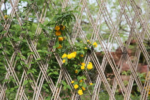 栅栏边绽放的黄色小花