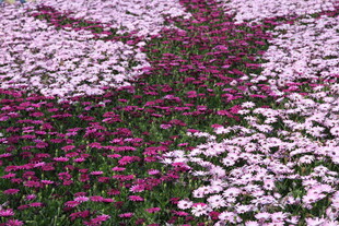 多彩花卉构成美丽图案