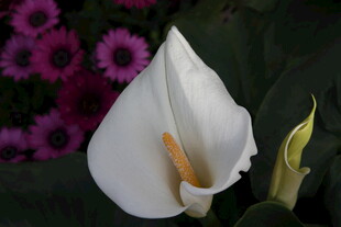 优雅白马蹄莲绽放