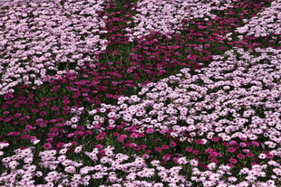 繁花似锦的绚烂花卉景观