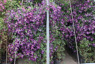 紫色花墙 浪漫花卉景观