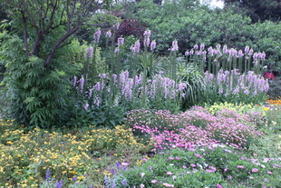 缤纷多彩的花园花卉景观