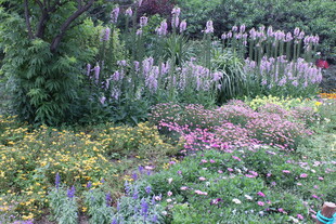 缤纷多彩的花园花卉景观