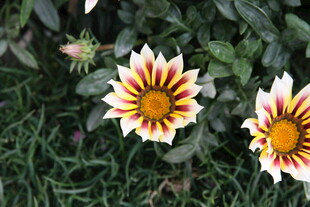 多彩勋章菊绽放于草丛