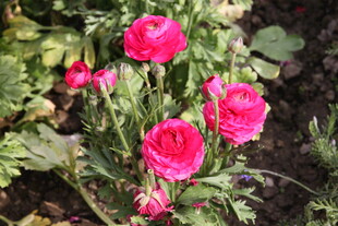 娇艳粉色花毛茛绽放