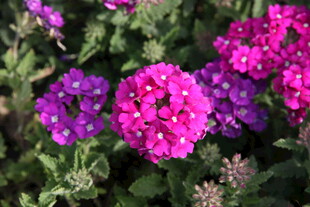 多彩绚丽的美丽花卉绽放