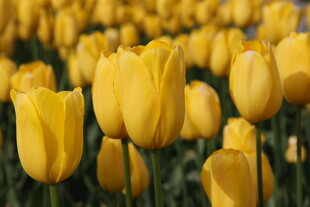 黄色郁金香花海