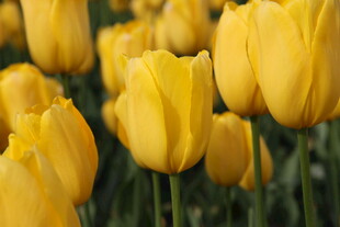 黄色郁金香花海