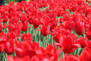 红色郁金香花海