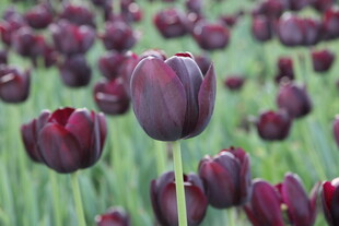深紫色郁金香花海