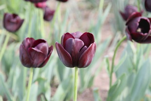 深紫色郁金香绽放