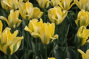 黄色郁金香花海